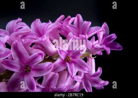 Primo piano di fiori rosa di giacinto attaccati ad uno stelo su sfondo nero Foto Stock