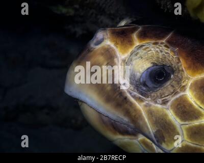 Primo piano del lato di una testa di tartaruga marina Loggerhead (Caretta caretta), Giove, Florida, Stati Uniti, Oceano Atlantico, colore Foto Stock