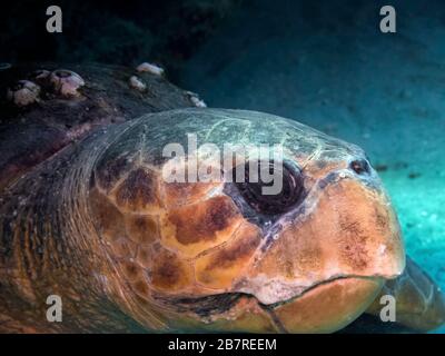 Profilo closeup di una tartaruga marina (Caretta caretta), che riposa sotto una barriera corallina, Giove, Florida, Stati Uniti, Oceano Atlantico, colore Foto Stock