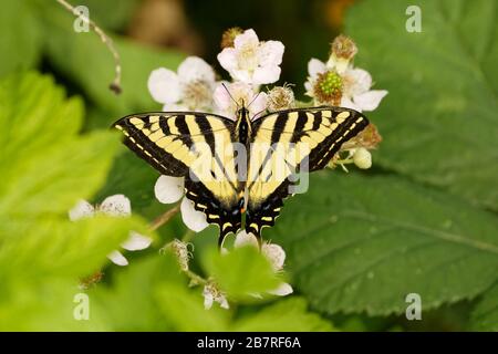 Una bella Western Tiger Swallowtail Butterfly (Papilio rutulus) sorsegge nettare da un fiore selvatico. Foto Stock