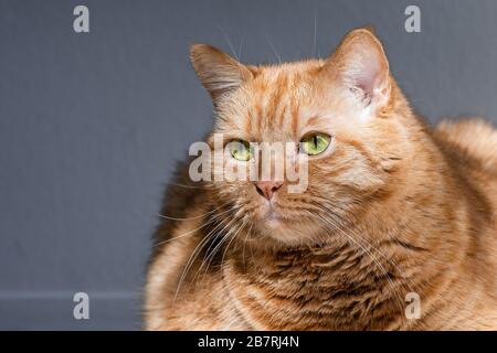 Primo piano di tabby arancione di razza mista con occhi verdi Foto Stock