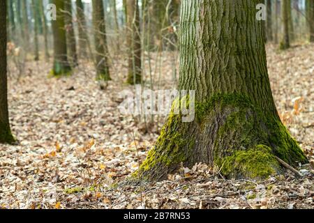 Muschio su un tronco di albero nella foresta. Foresta all'inizio della primavera. Licheni verdi. Foto Stock