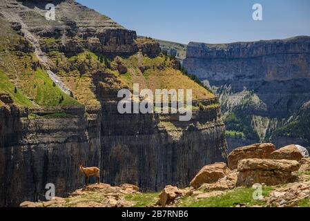 Camoscio (Rupicapra rupicapra) al Parco Nazionale di Ordesa e Monte Perdido (Spagna) ESP: Rebeco en el Parque Nacional de Ordesa y Monte Perdido Foto Stock