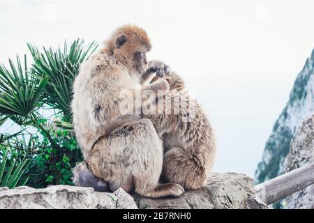 Vista di due scimmie selvagge mentre il Barbery Macaque si geme l'un l'altro in cima alla Rocca di Gibilterra. Colonia Britannica Gibilterra. Foto Stock