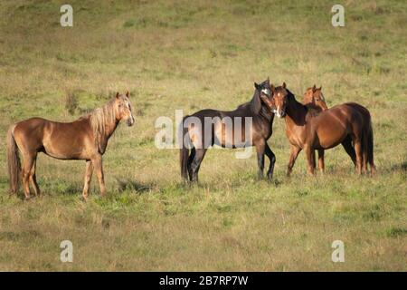 Cavalli selvaggi Kaimanawa che giocano sul prato verde Foto Stock