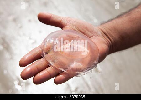 Pesce di gelatina trovato in spiaggia in mano Foto Stock