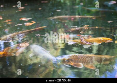 Koi Fish in uno stagno giardino botanico Foto Stock