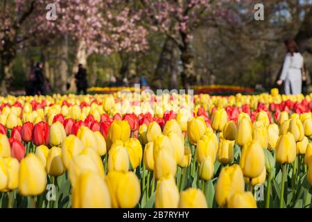 Keukenhof Tulip Garden, Paesi Bassi Foto Stock