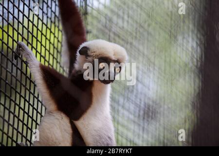 Sifaka di Coquerel - Propithecus coquereli Foto Stock