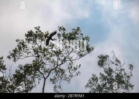 Orafo dalle cosce bianche (Bycanistes albotibialis), Camerun Foto Stock