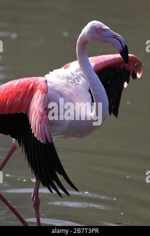 Un grande Flamingo adulto ( Fenicopterus roseus ) che asciuga le sue ali al sole Foto Stock