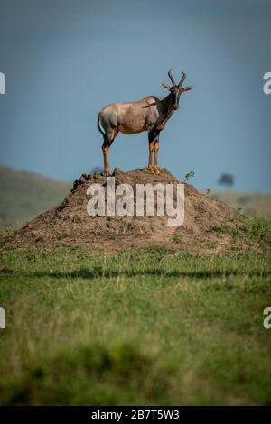 Tpi maschio sul tumulo di termite gira la testa Foto Stock