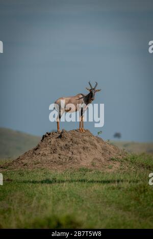 Tpi maschio su termite mound watching camera Foto Stock