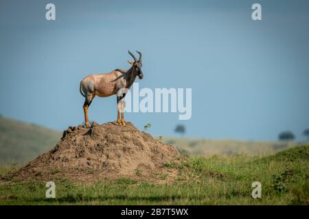 Tpi maschile si trova sul tumulo di termite soleggiato Foto Stock