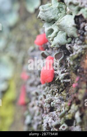 Illosporiopsis christiansenii, un fungo rosso lichenicolo dalla Finlandia senza nome comune inglese Foto Stock