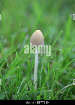 L'apala di Conocybe, conosciuta come il cappuccio bianco della dunce, fungo selvatico dalla Finlandia Foto Stock