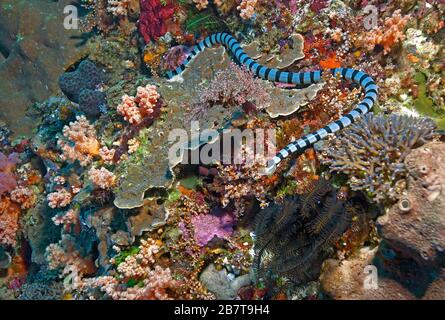 Rait di mare a bande o Krait di mare giallo a bordo (Laticauda colubrina), serpente di mare venoso, spiaggia di Sabang, Mindoro, Filippine Foto Stock