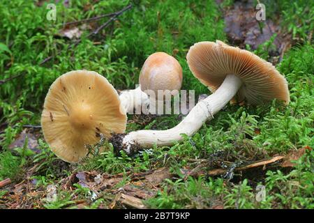 Cortinarius caperatus, noto come la zingara, funghi selvatici funghi commestibili dalla Finlandia Foto Stock