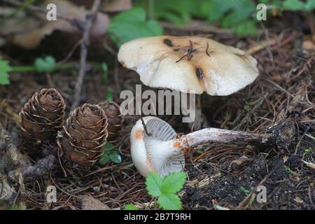 Gomphidius maculatus, conosciuto come la punta di larice o la punta di larice-cappuccio, fungo selvatico dalla Finlandia Foto Stock