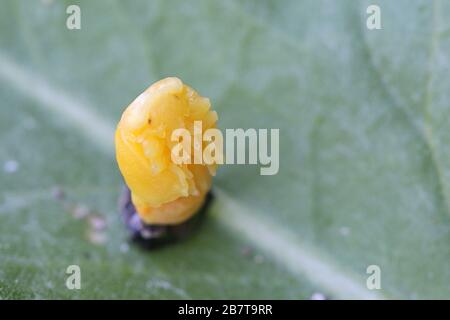 Coccinella settempunctata, il ladybird a sette punti (o, in Nord America, ladybug a sette punti, pelle larvale sparsa Foto Stock