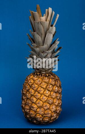 ananas gustoso, biologico e intero su sfondo blu Foto Stock