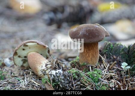 Xerocomus subtomentosus, comunemente noto come bolete scamosciato, boleto marrone e giallo, bolete marrone noioso o bolete giallo-cracked, fungo selvatico da Finl Foto Stock