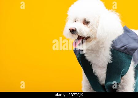 Carino bichon havanese cane in gilet isolato su giallo Foto Stock