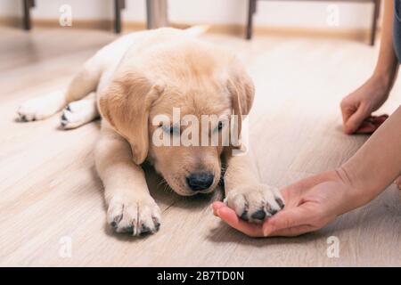 Il cucciolo di Labrador posò la sua zampa sul palmo del proprietario. Stretta di mano tra le donne e il giovane cane. Foto Stock