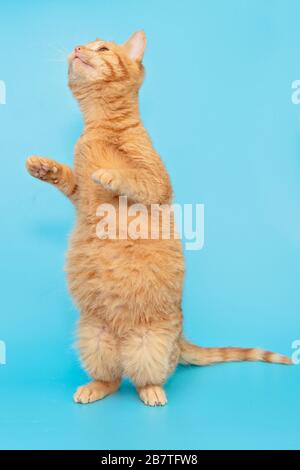 Divertente gattino rosso si trova sulle sue gambe posteriori su uno sfondo blu Foto Stock