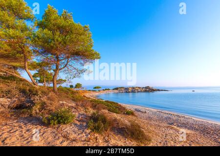 Vourvourou, Sithonia, Grecia, Halkidiki, paesaggio mediterraneo della spiaggia di Karidi. Pini sulla costa Foto Stock