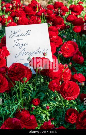 Fiori ranunculus rosso brillante e cartello bianco con scritto a mano il testo tedesco 'Offerta speciale del giorno'. Concetto di primavera o di vendita, sconto Foto Stock