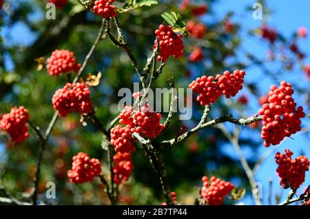 Semi di cenere di montagna di rowan europeo Foto Stock