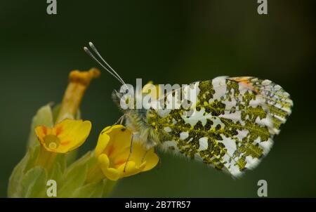 Farfalla maschio arancione-punta su fiore Cowslip Foto Stock