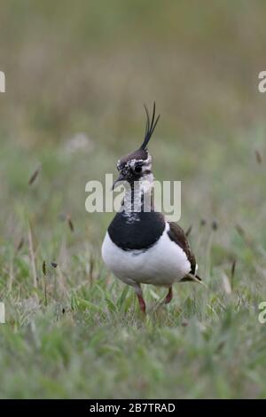 Pavoncella / Kiebitz ( Vanellus vanellus ) nei dintorni naturali di un vasto prato, camminando verso la telecamera, Scatto frontale, la fauna selvatica, UE Foto Stock