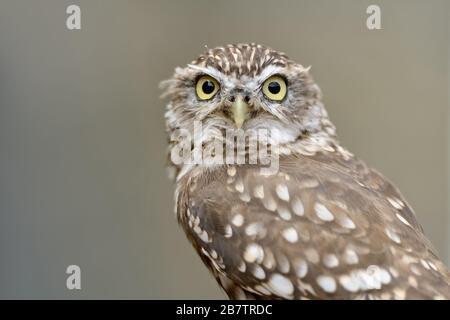 Gufo piccolo / gufo Minervas ( Athene noctua ), specie di gufo piccolo, diffusa in tutta Europa, avvistamento pannocio, contatto diretto con gli occhi, divertente uccello di preda. Foto Stock