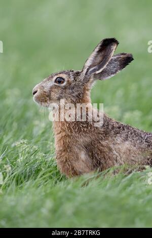 Haer / Lepre marrone / Lepre europeo ( Lepus europaeus ) seduta in un prato, guardando attentamente, bella vista laterale, fauna selvatica, Europa. Foto Stock