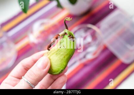 Tenga un seme di mango nelle vostre mani. Seme germogliato. Esaminare il germoglio e la radice. Sfondo luminoso. Foto Stock