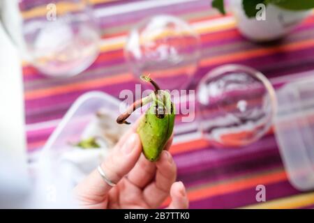 Tenga un seme di mango nelle vostre mani. Seme germogliato. Esaminare il germoglio e la radice. Sfondo luminoso. Foto Stock