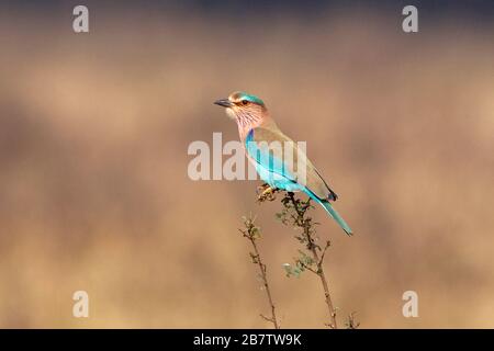 Indian Roller (Coracias benghalensis) Keoladeo National Park India Foto Stock