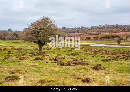 Tumuli di terra fatti da formiche di prato giallo in un New Forest, Hampshire, Regno Unito Foto Stock