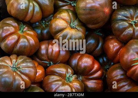 Un primo piano dei pomodori Black Krim Heirloom Foto Stock