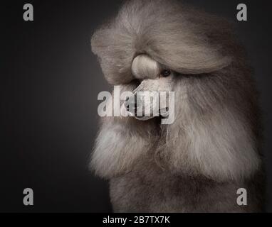 Poodle d'argento Foto Stock
