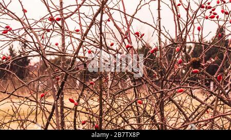 Briar, arbusto selvaggio dell'anca della rosa in natura con particolare di rosa dell'anca rossa Foto Stock