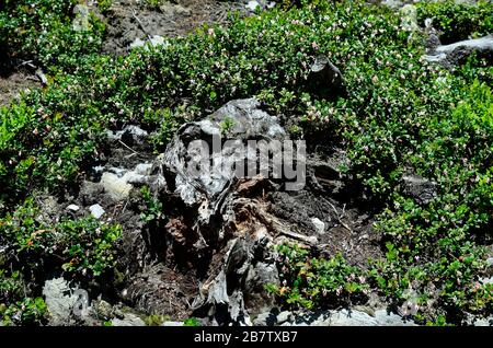 Austria, Tirolo, mirtilli di montagna in fiore Foto Stock