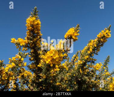 Cespugli di gola in pieno fiore con un cielo blu dietro. Ulex europaeus. Foto Stock