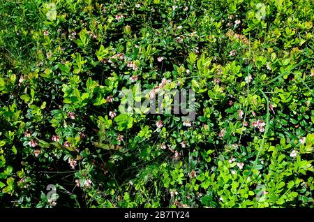 Austria, Tirolo, mirtilli di montagna in fiore Foto Stock