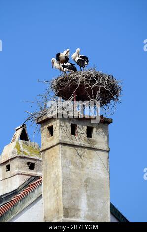 Austria, tre giovani cicogne in nido sul tetto Foto Stock