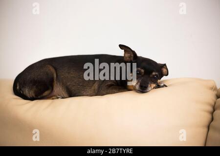 Il vecchio Toy Terrier ha un riposo. Un piccolo cane ribelle. Animali domestici. Foto Stock