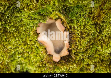 Cedar Cup fungo, Geopora sumneriana, che cresce in un muro accanto ad un albero di cedro da una strada trafficata. I funghi si trovano generalmente in prossimità di cedri e cesio Foto Stock