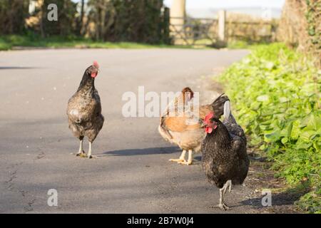 Polli sul lato di una strada di campagna nel marzo 2020. North Dorset England GB. Le galline erano in alta domanda durante l'epidemia di coronavirus. Foto Stock